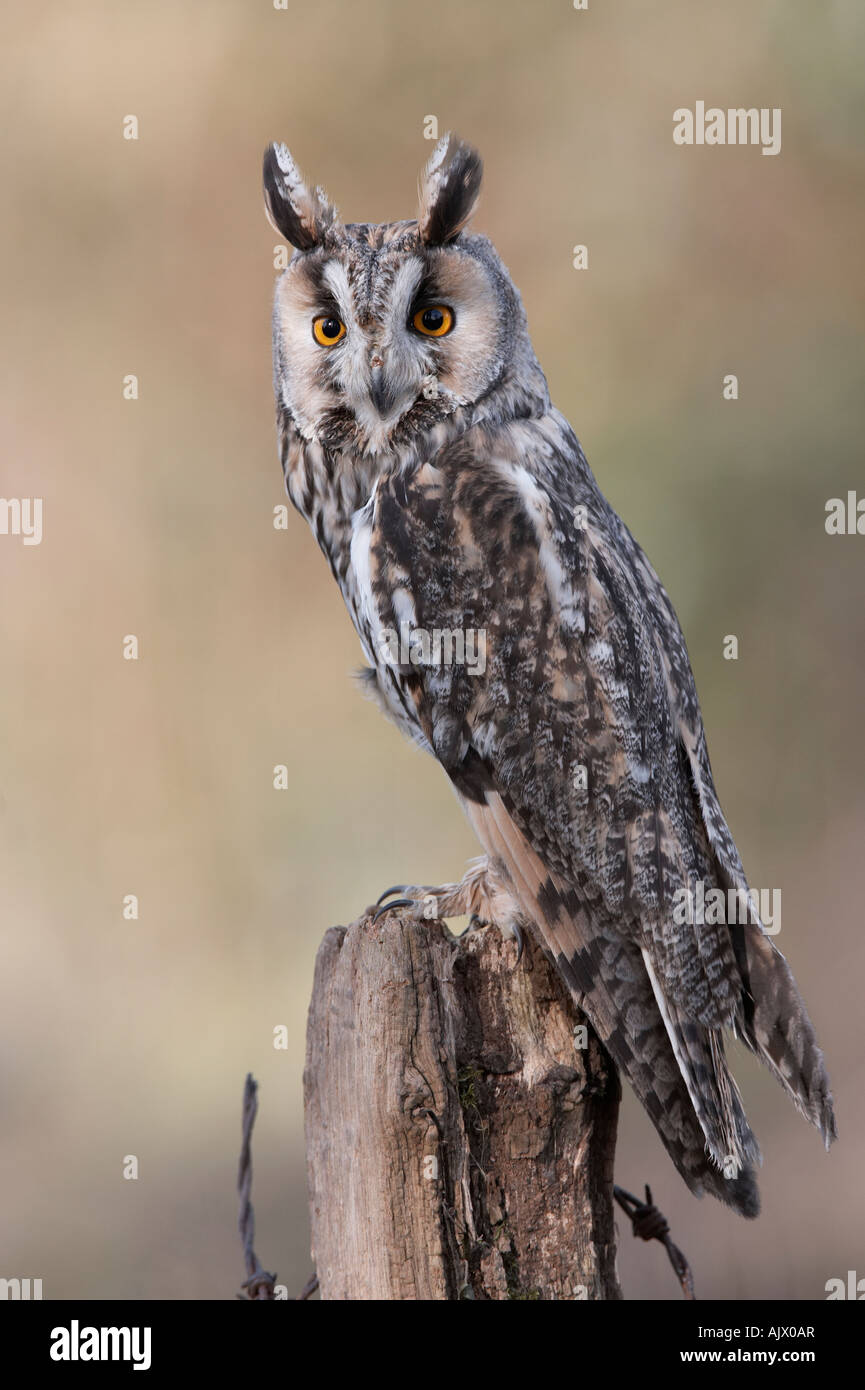 Bird : Long Eared gufo comune (Asio otus) Foto Stock
