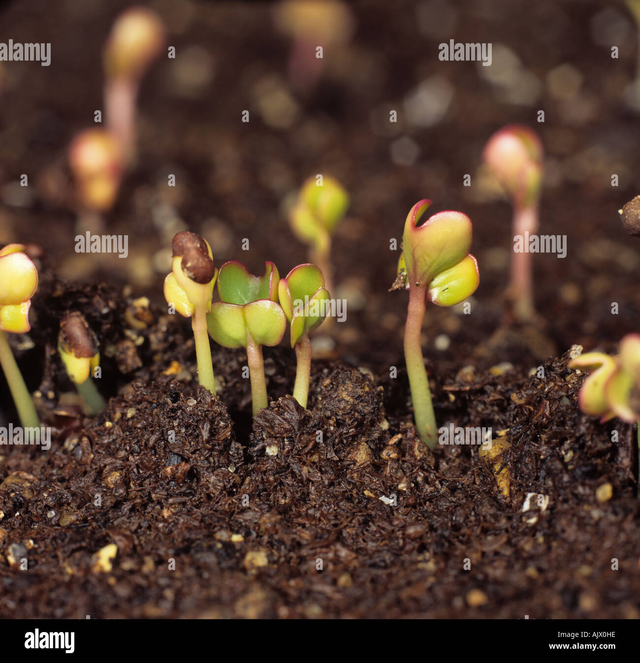 Cavolo Brassica oleracea piantine di germinare in un vassoio di sementi Foto Stock