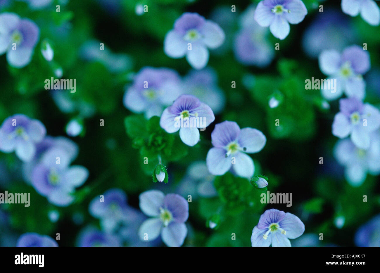 Campo comune Speedwell / Persischer Ehrenpreis Foto Stock