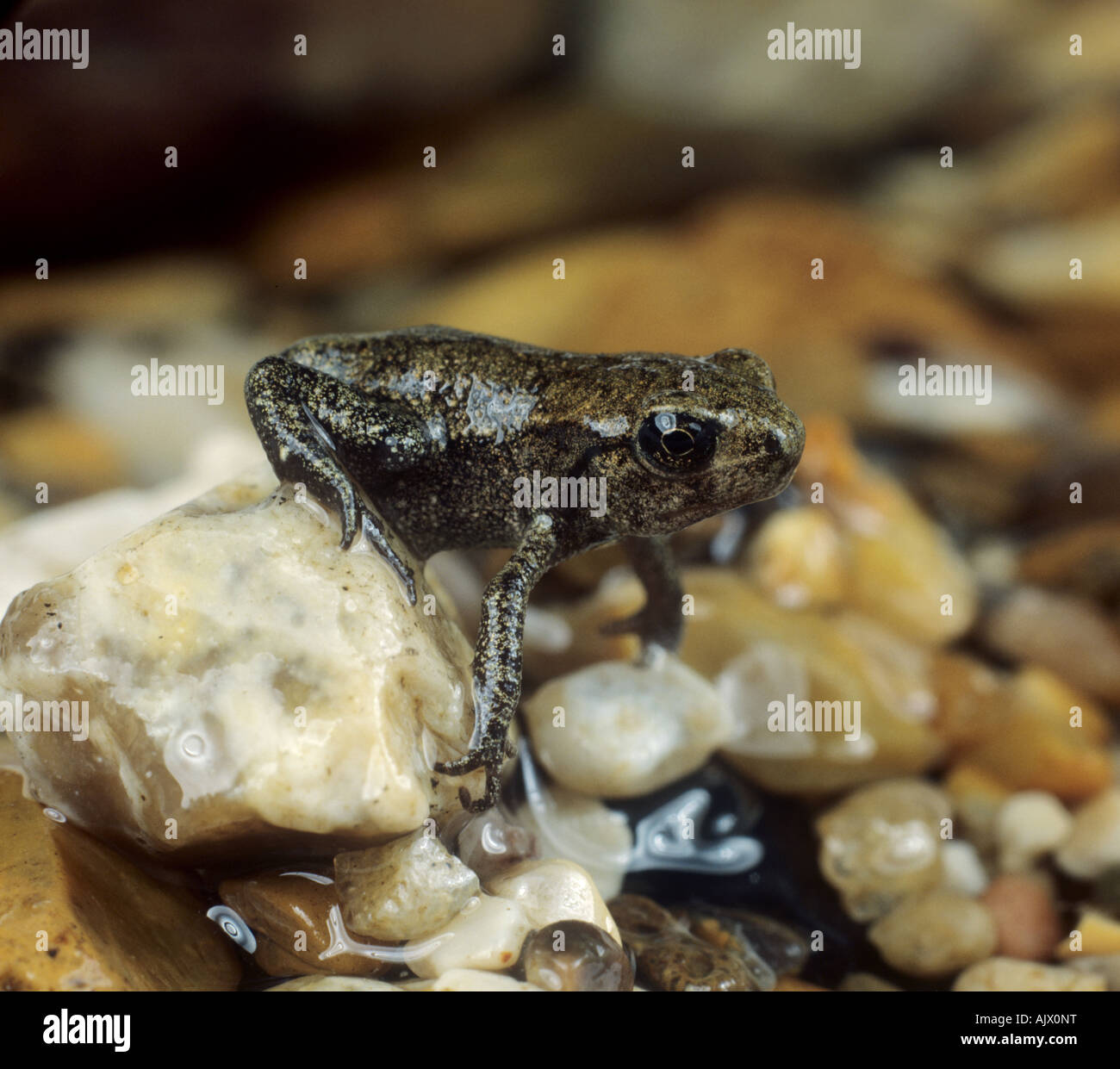 Politica europea comune di rana temporaria Rana molto giovane adulto che emergono dalle acque per la prima volta Foto Stock