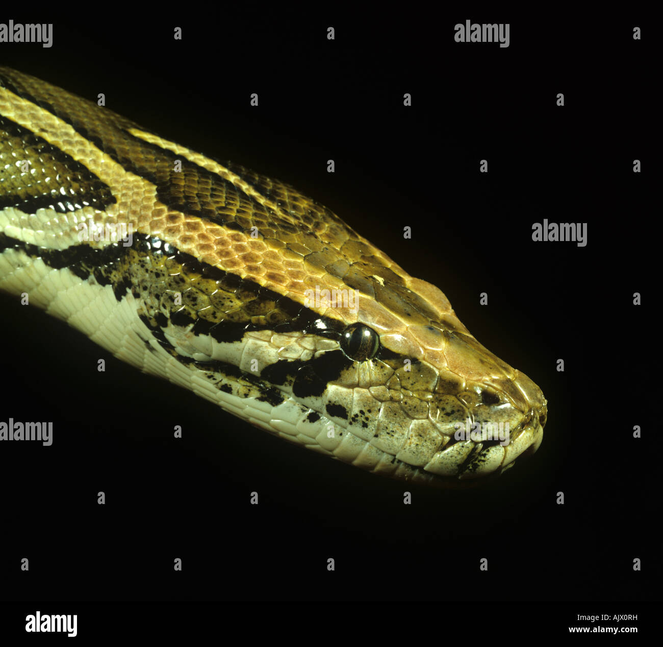 La testa di un indiano Python Python molurus Foto Stock