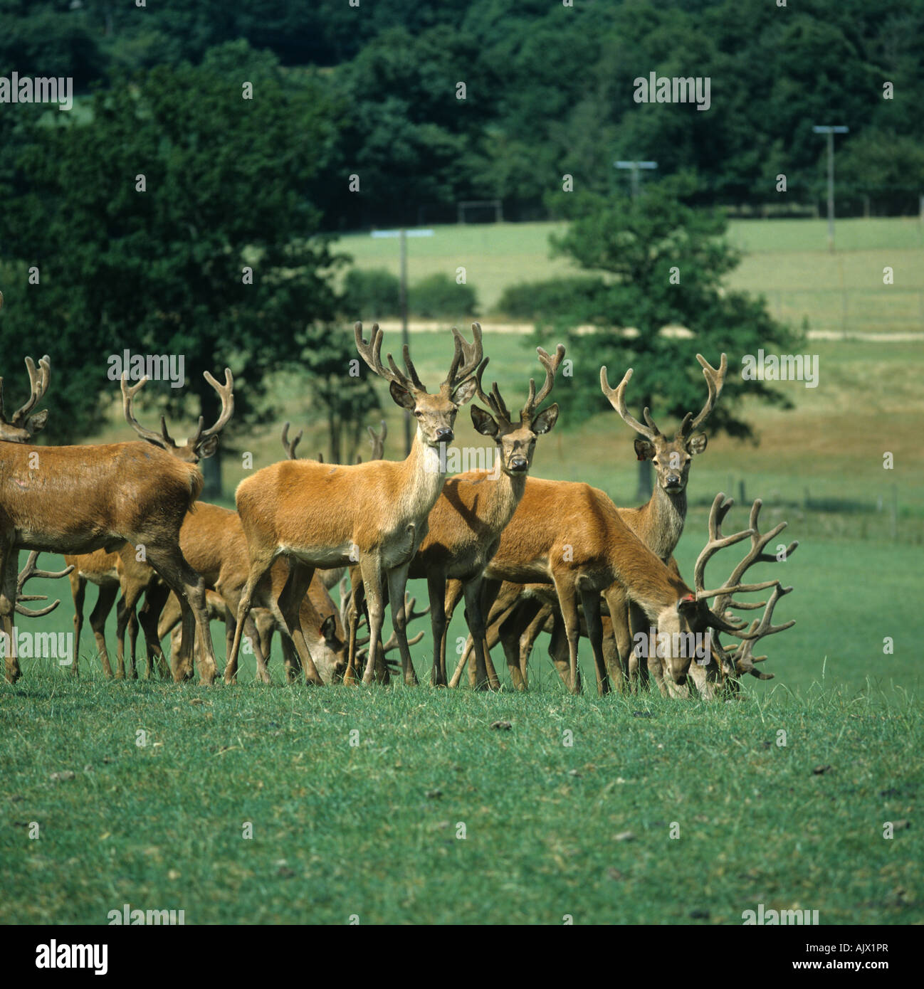 Giovani Red Deer stags ingrasso per la carne di cervo sul pascolo aperto Sussex Foto Stock