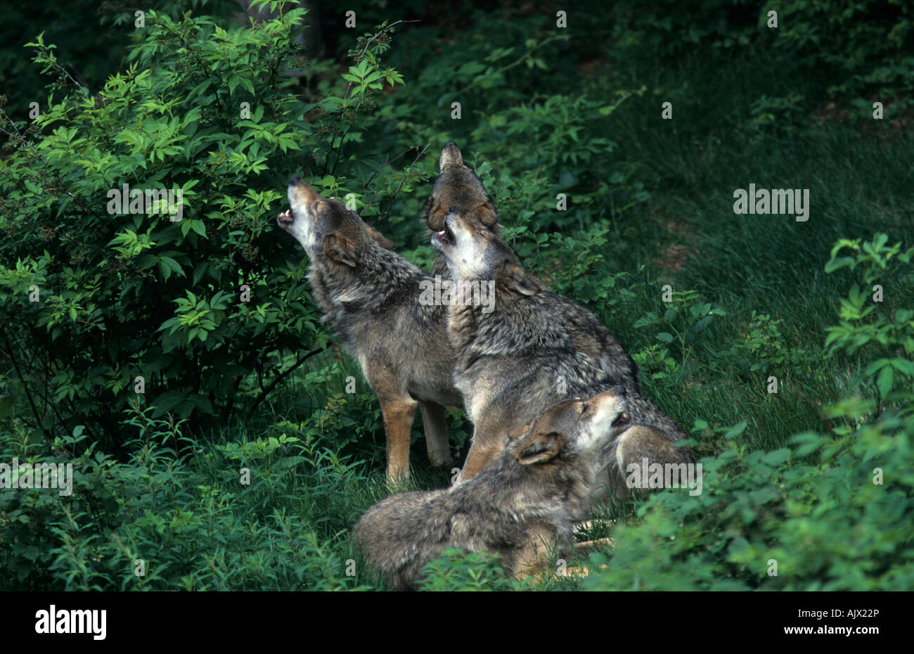 Wölfe heulend, Lupus | europaeus lupi ululati, Lupus europaeus Foto Stock