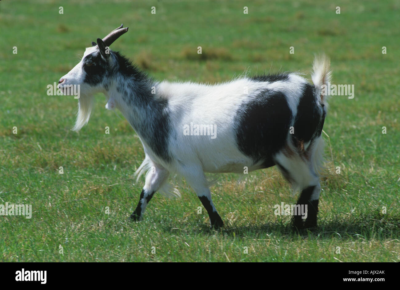 Adulto di capra pigmeo nanny sull'erba dei pascoli Foto Stock
