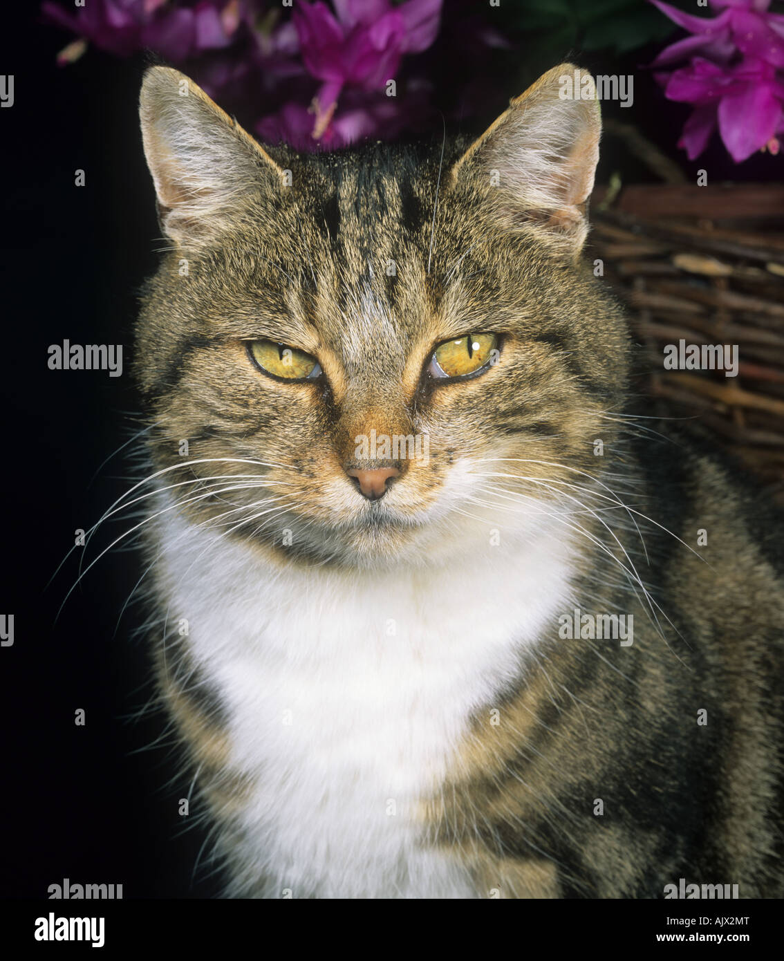 Domestico gatto tabby testa e baffi Foto Stock