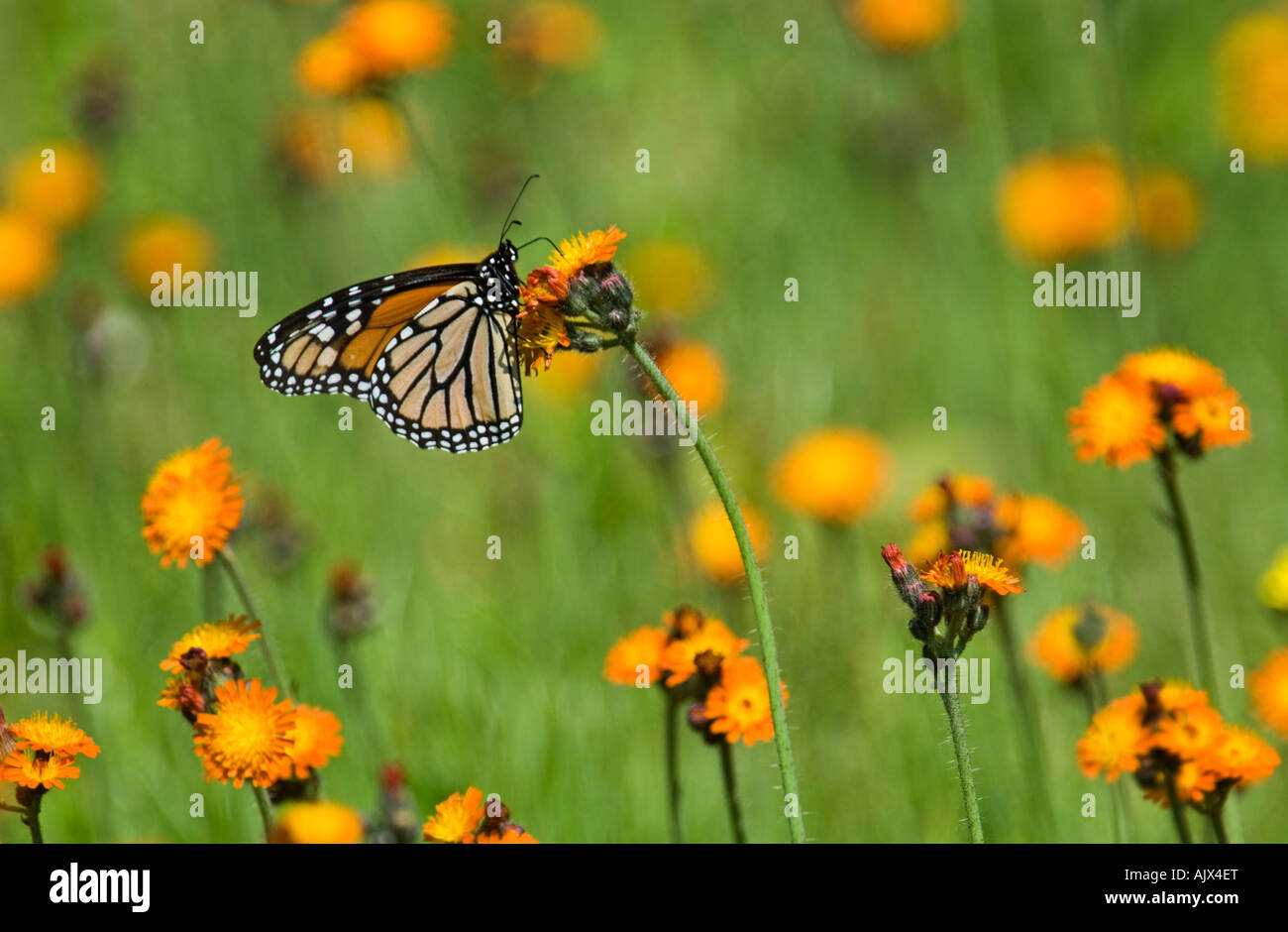 Farfalla monarca (Danaus plexippus) adulto nectaring sui fiori hawkweed Ontario Foto Stock