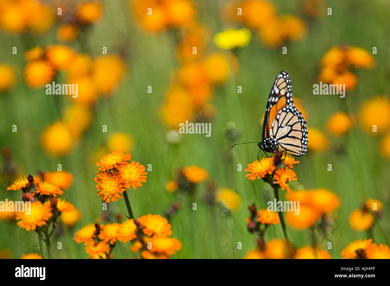 Farfalla monarca (Danaus plexippus) adulto nectaring sui fiori hawkweed Ontario Foto Stock