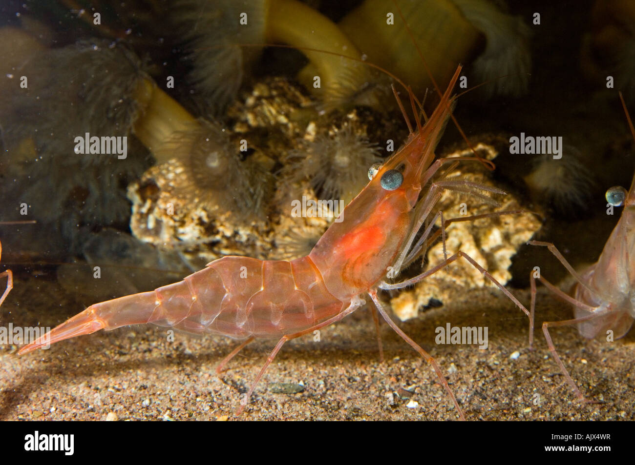 Gamba giallo pandalid gamberetti Pandalus montagui Aquarium e il centro marino di New Brunswick, Shippagan NB Foto Stock