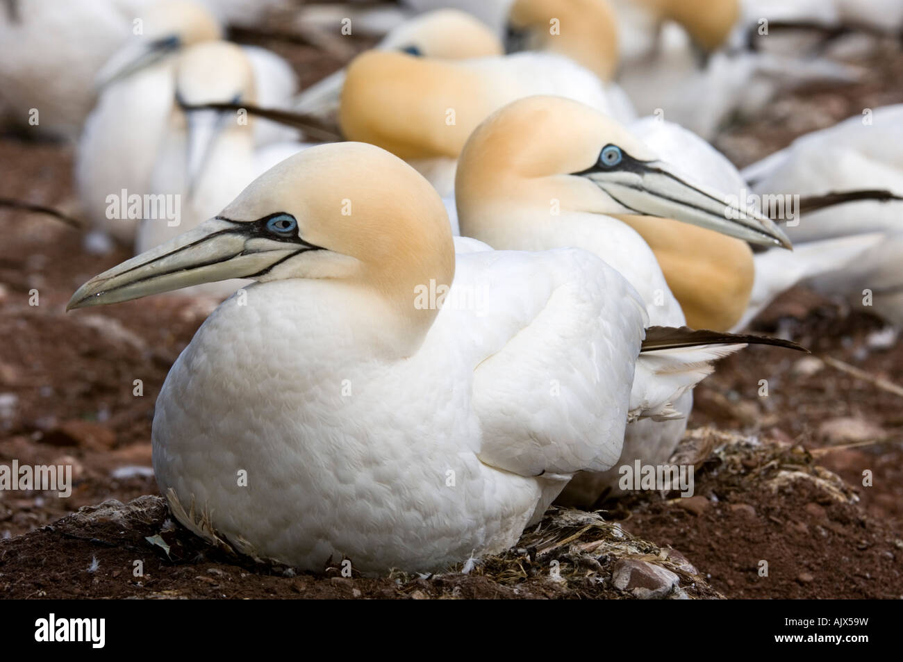 Northern gannet Morus bassanus Parc National Ile Bonaventura (Québec Parco Provinciale) Foto Stock