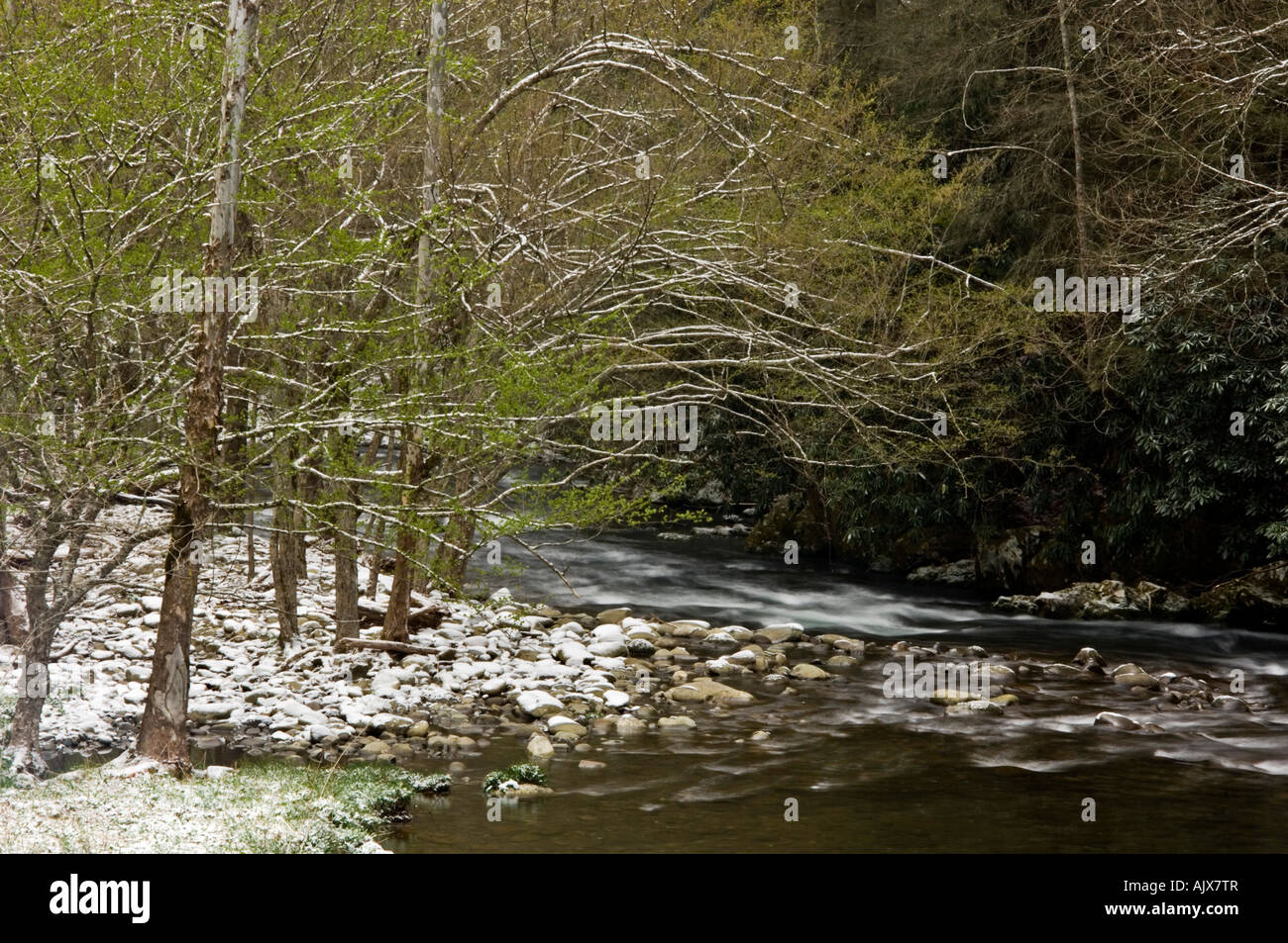 Spolveratura di aprile la neve su alberi a strapiombo sul fiume Po 'dogwood inverno', Great Smoky Mountains National Park, Tennessee, Stati Uniti d'America Foto Stock