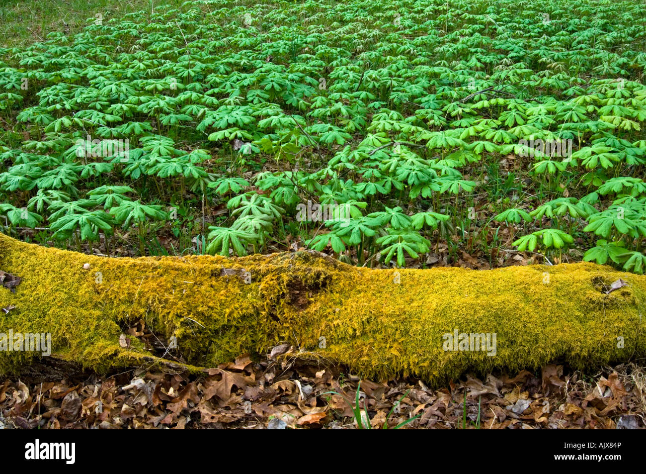 Mayapple (Podophyllum peltatum) colonia con muschio registro abbattuto, Great Smoky Mountains National Park, Tennessee, Stati Uniti d'America Foto Stock