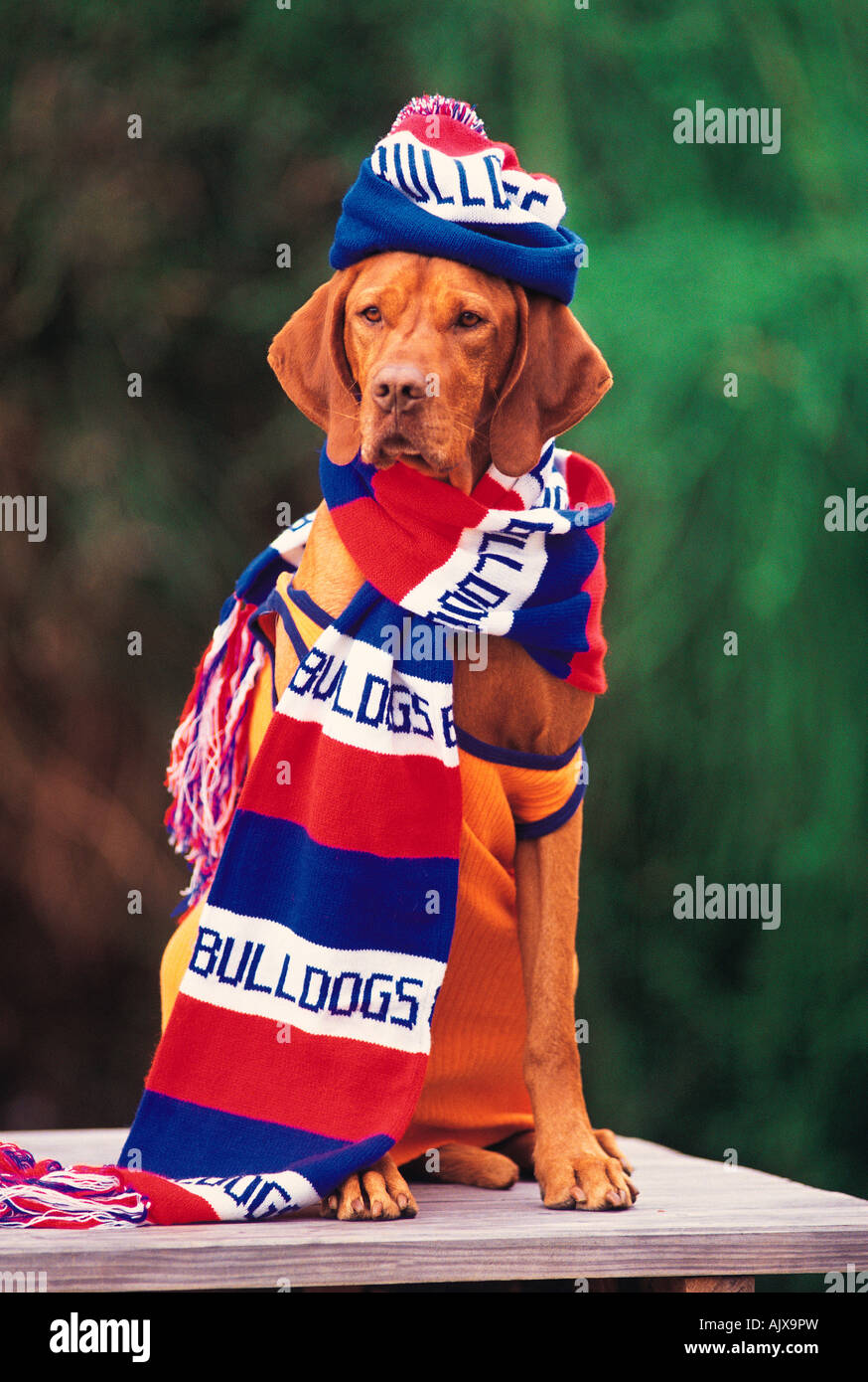 Pet Visla ungherese cane vestito con la squadra di football supporters vestiti. Concetto di umorismo. Foto Stock