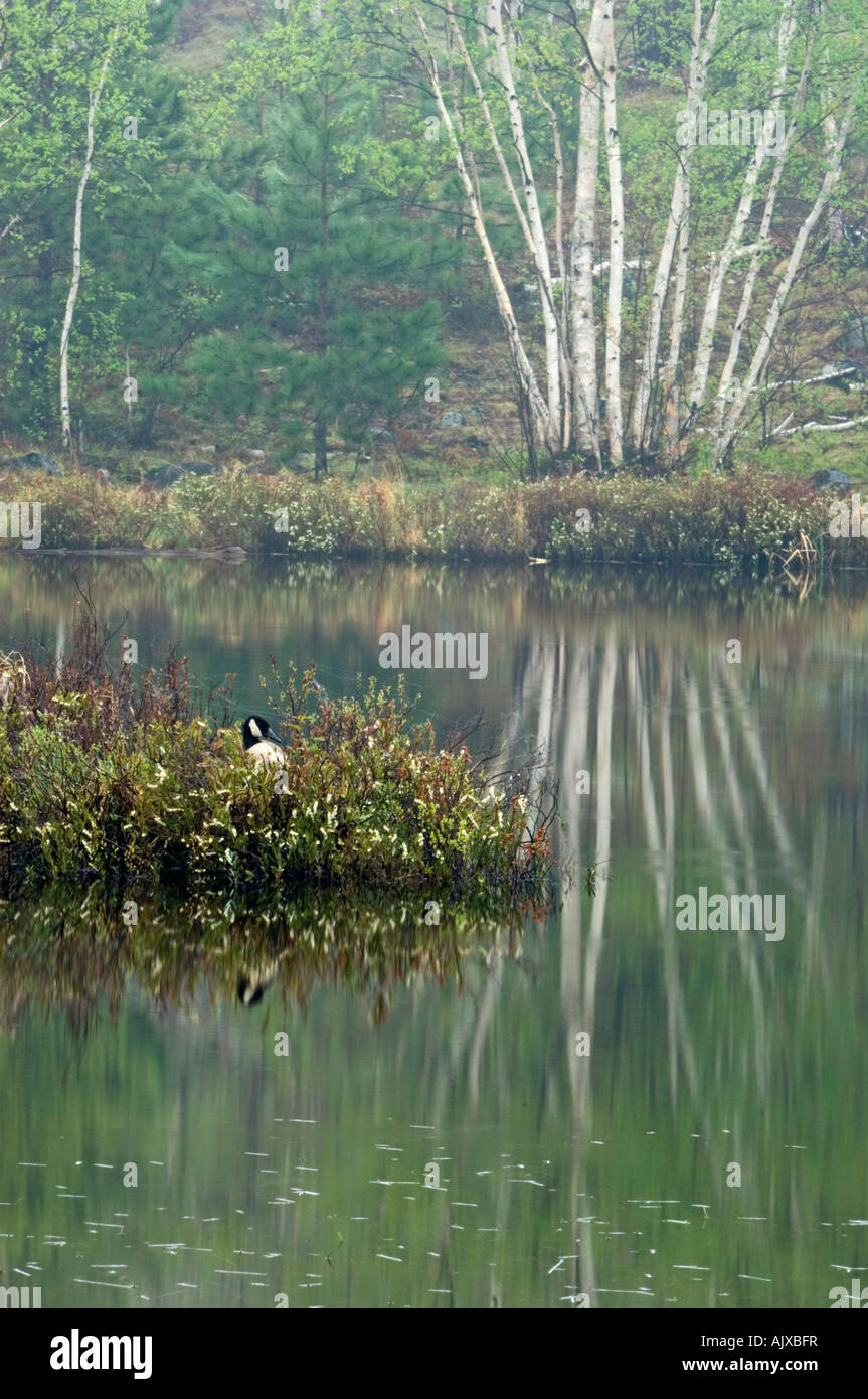 La molla riflessioni nel lago Laurenziana con il Canada Goose incubando le uova sulla vegetazione, isola maggiore Sudbury, Ontario, Canada Foto Stock