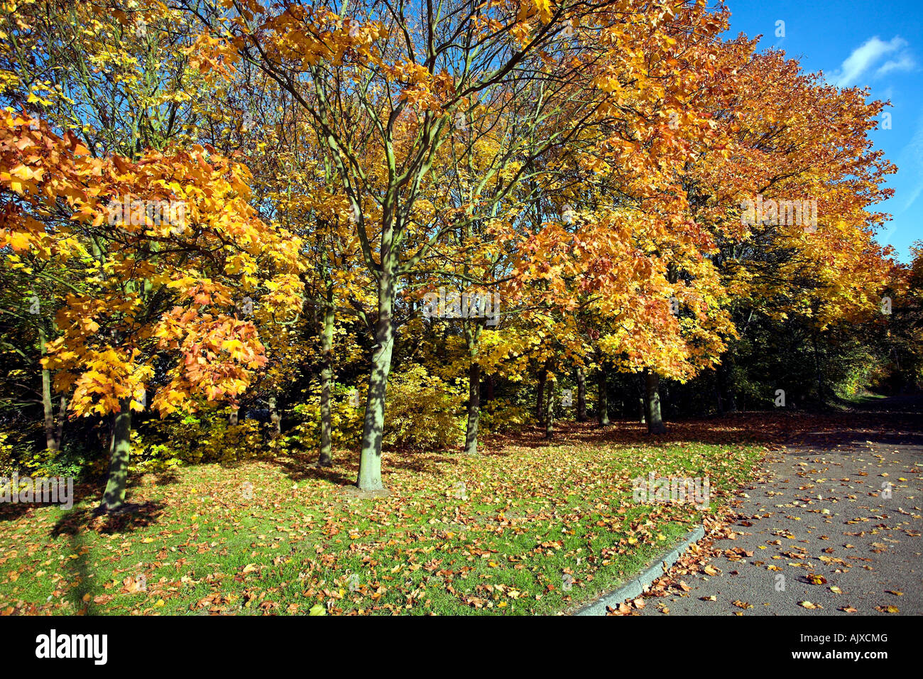 Autunno cadono le foglie. Foto Stock