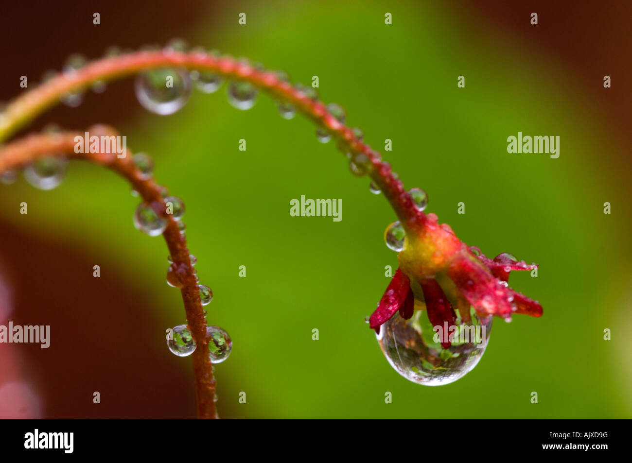Acero Rosso (Acer rubrum), Acer rubra picciolo di sementi con le gocce di pioggia, maggiore Sudbury, Ontario, Canada Foto Stock