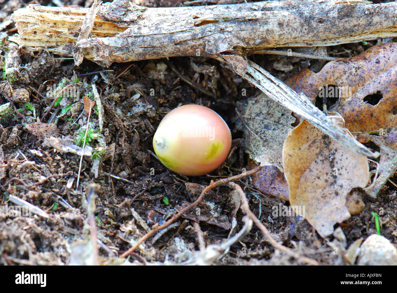 Un caduto acorn sul suolo della foresta pronto a crescere Foto Stock