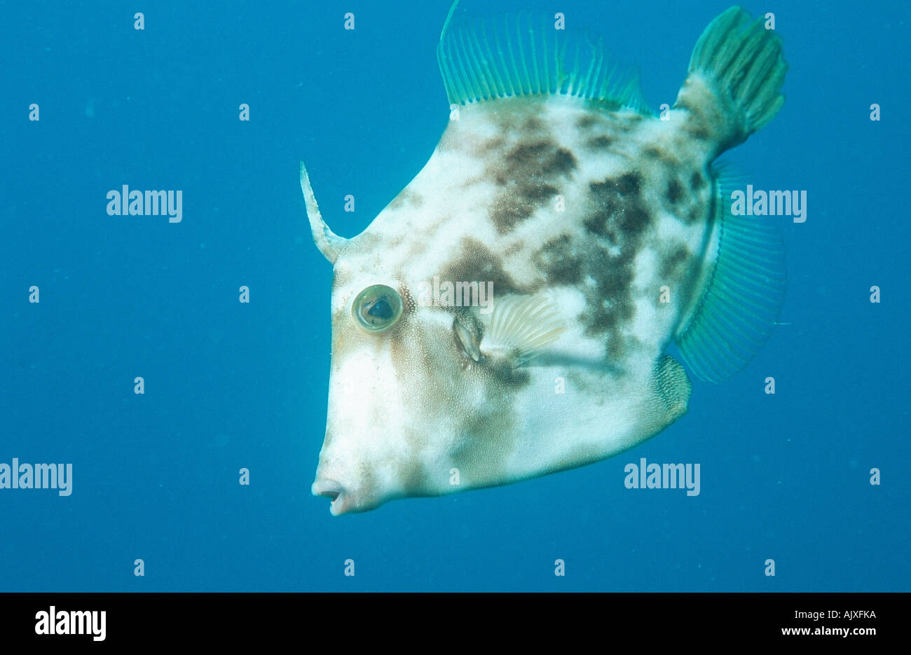 Filefish Foto Stock