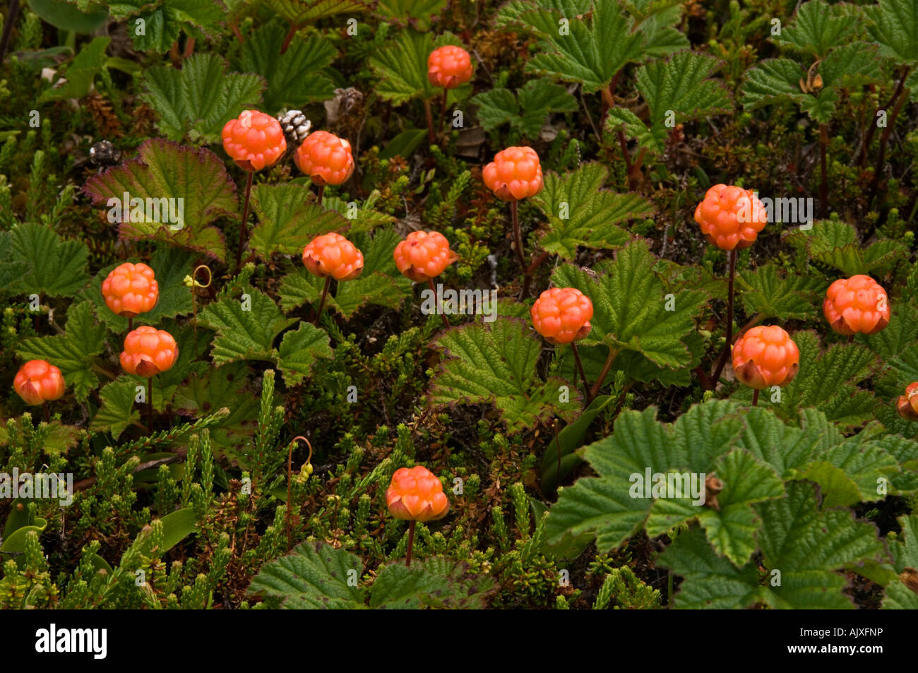 Cuocere apple cloud berry (Rubus chamaemorus bacche) nella palude nera un abete rosso nero bog Capo Nord PEI, Canada Foto Stock