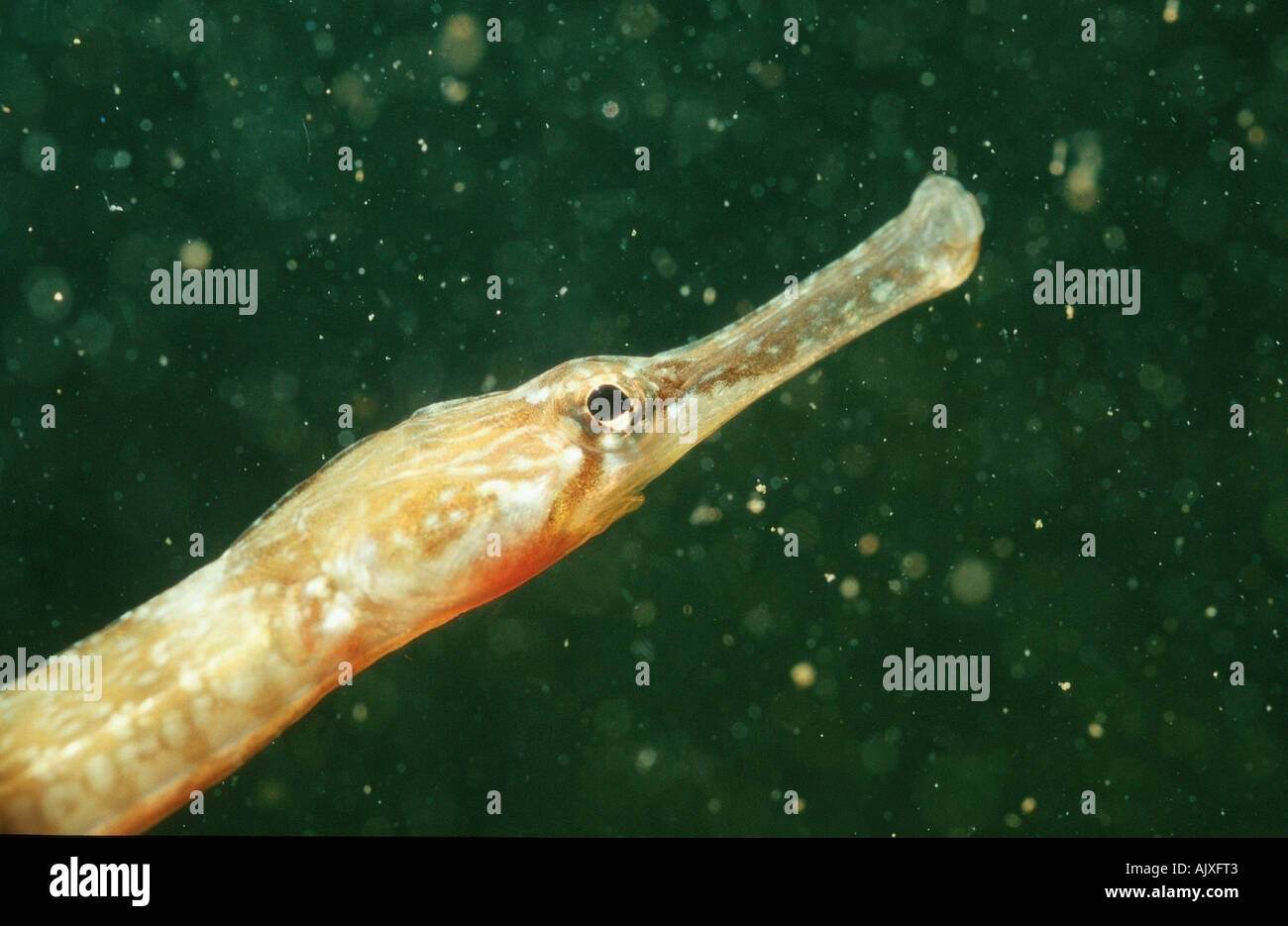 A breve snouted Pipefish / Shore Pipefish Foto Stock