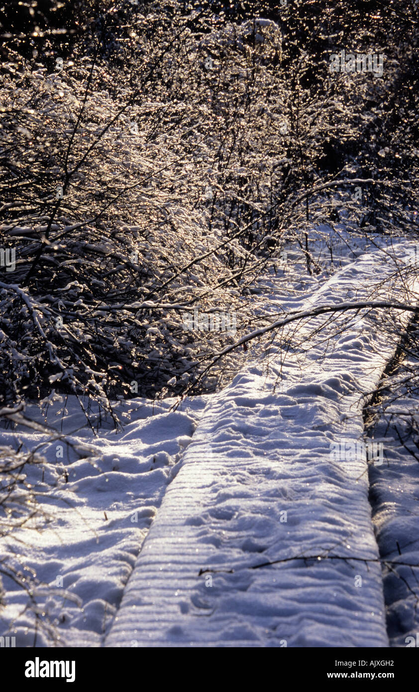 Coperta di neve in pista Gudenieku Juniper Bush Kurzeme Lettonia Foto Stock