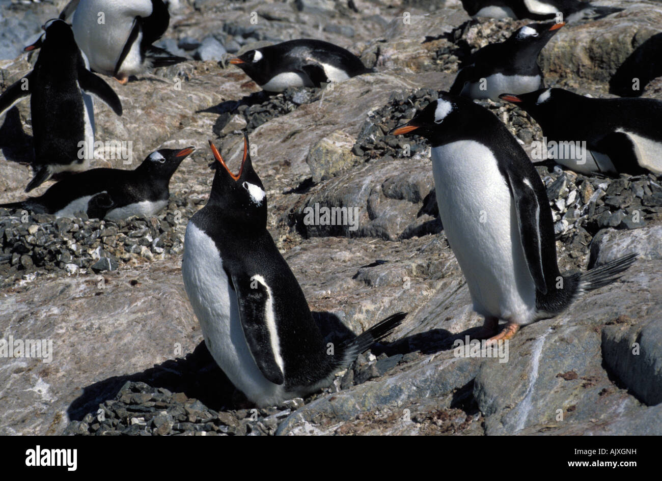 L'Antartide, pinguini di Gentoo, nido sito. Foto Stock