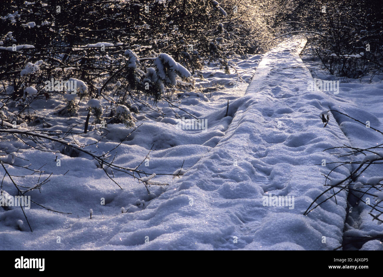 Orme nella neve sulla passerella di legno di ginepro Gudenieku Bush Kurzeme Lettonia Foto Stock