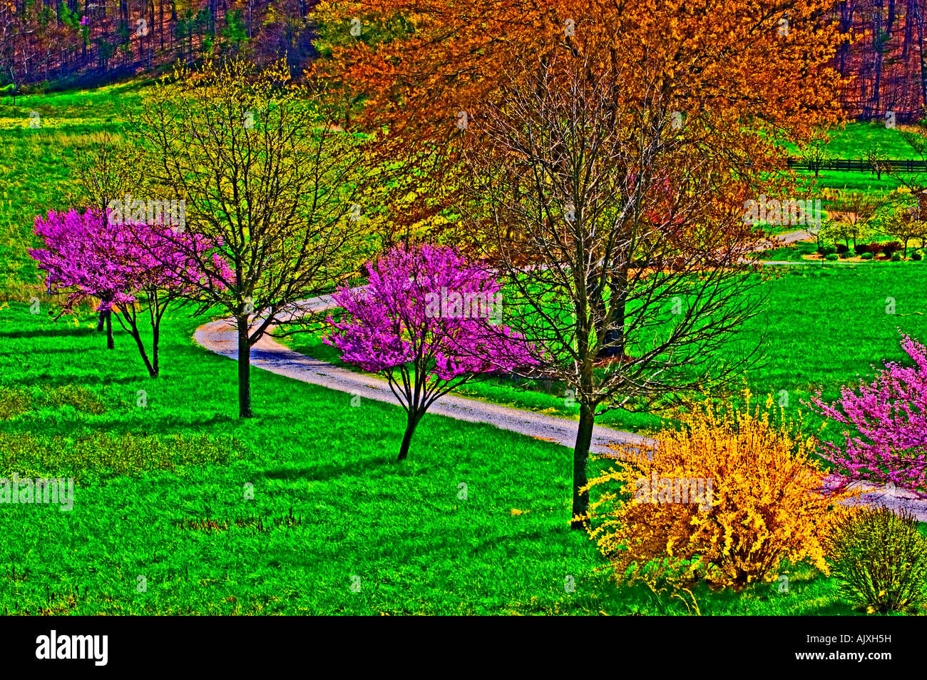 Redbud di alberi e arbusti ornamentali in fiore nei pressi paese Vicolo- elaborati digitalmente, vicino a Corinto, Kentucky, Stati Uniti d'America Foto Stock