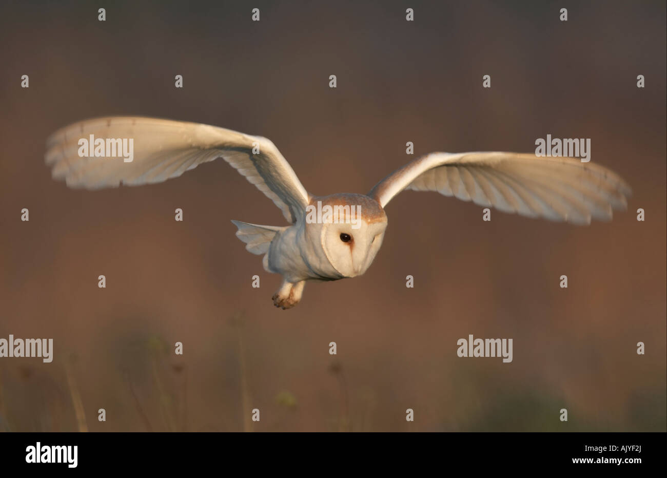 Barbagianni Tyto alba la caccia in inverno luce dorata Foto Stock