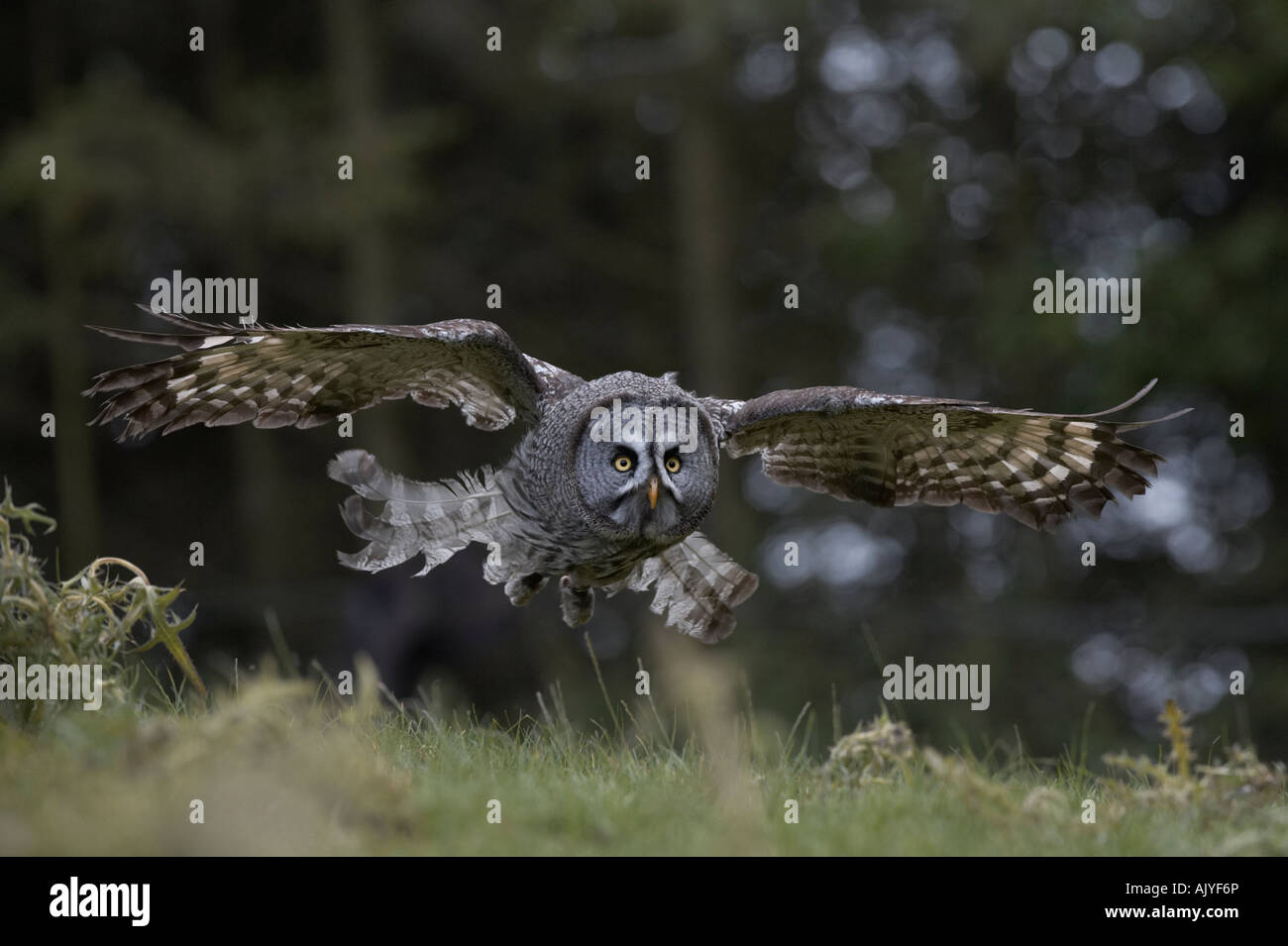 Grande Gufo grigio Strix nebulosa in volo Foto Stock