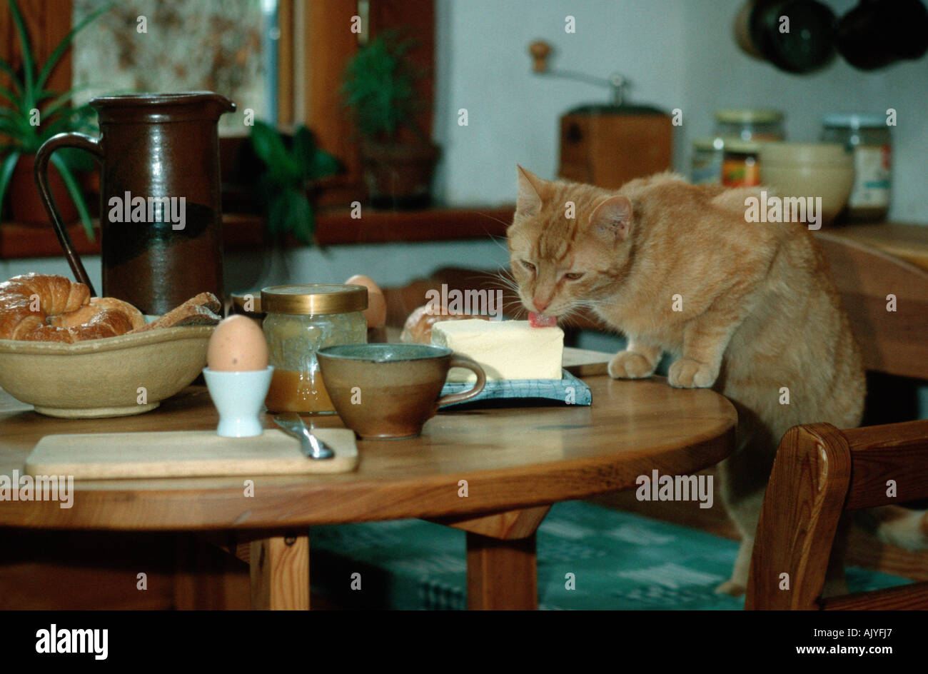 Il gatto domestico / Hauskatze Foto Stock