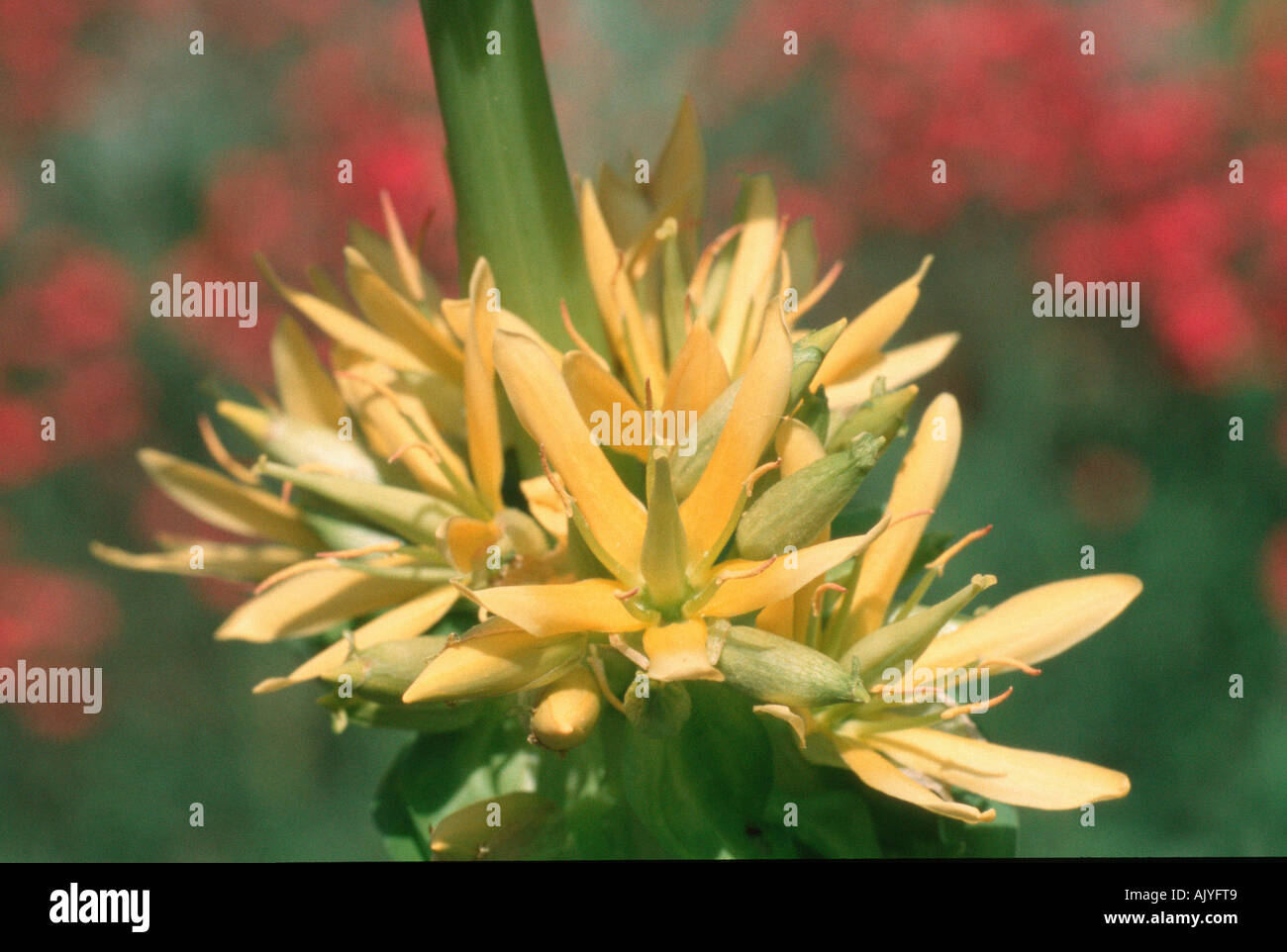 Grande Genziana / Gelber Enzian Foto Stock