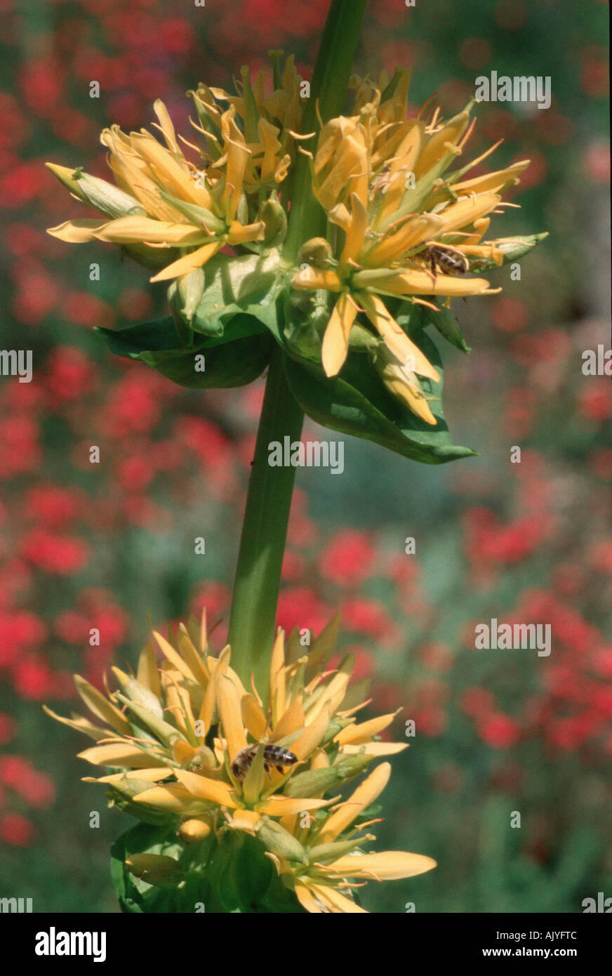Grande Genziana / Gelber Enzian Foto Stock