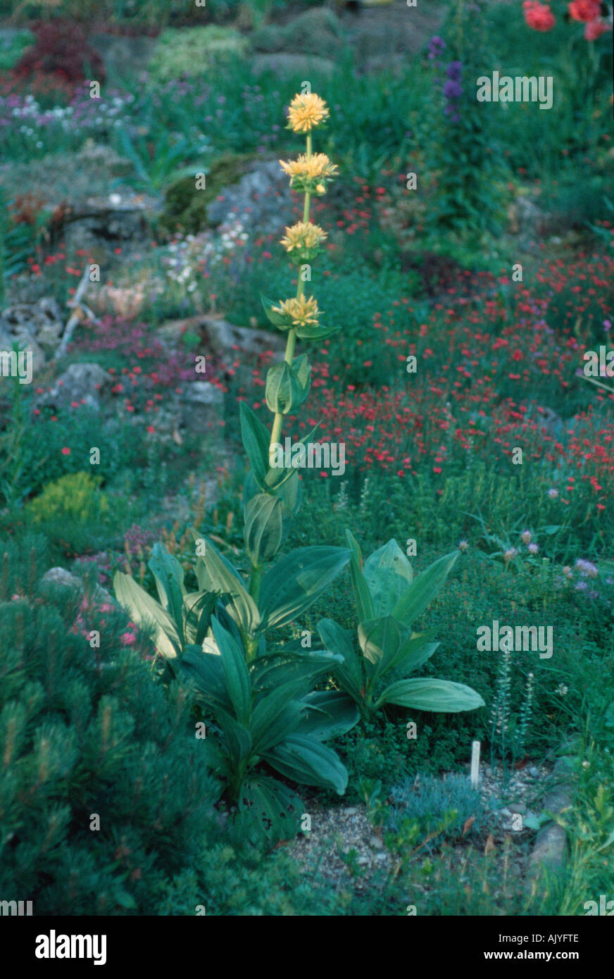 Grande Genziana / Gelber Enzian Foto Stock