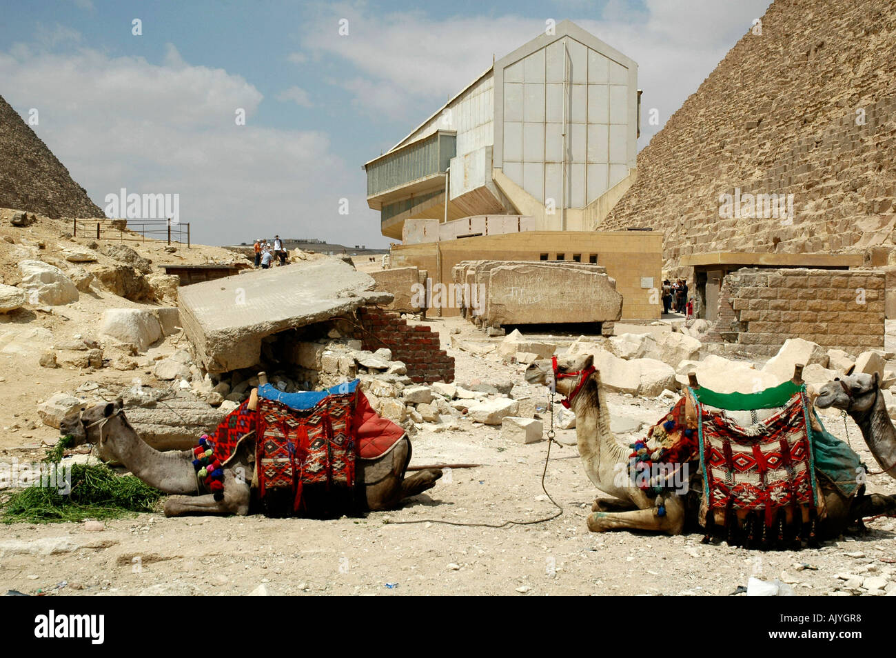 Cammelli in appoggio vicino a barca solare, Giza, Egitto Foto Stock