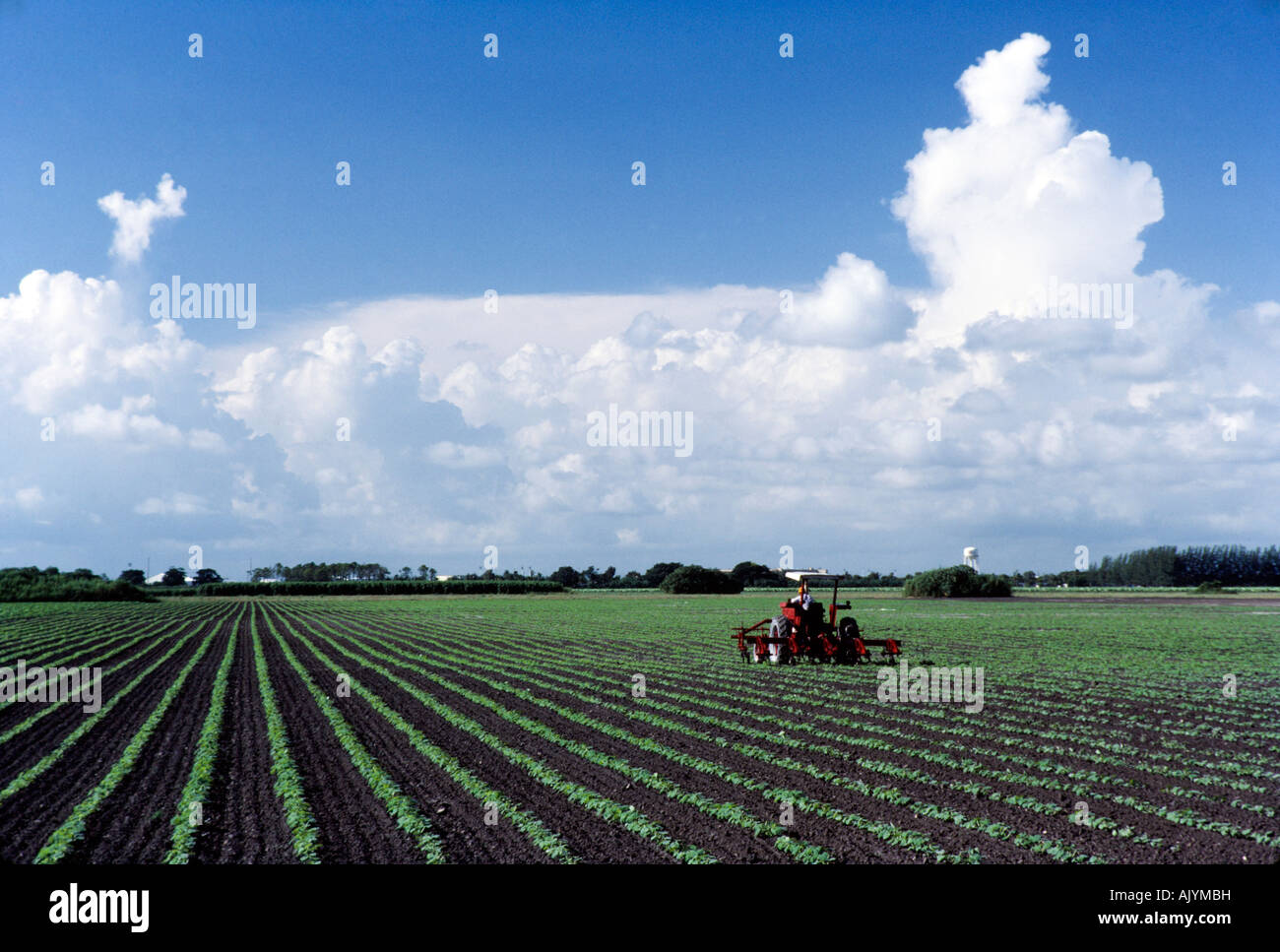 Colture in campo,il trattore nei campi, le colture a filari, lavoratore agricolo interessato. Foto Stock