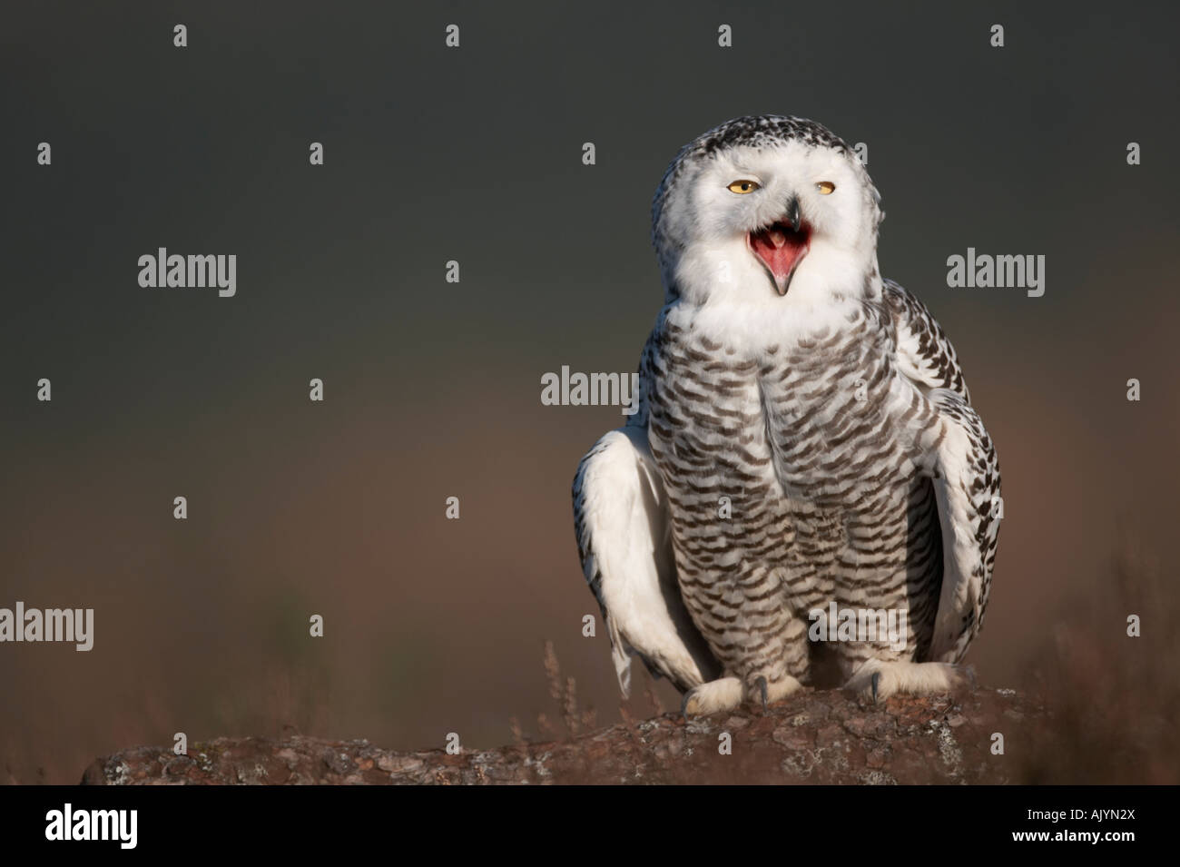 Uccello civetta delle nevi Nyctea scandiaca nel tardo golden light light Foto Stock