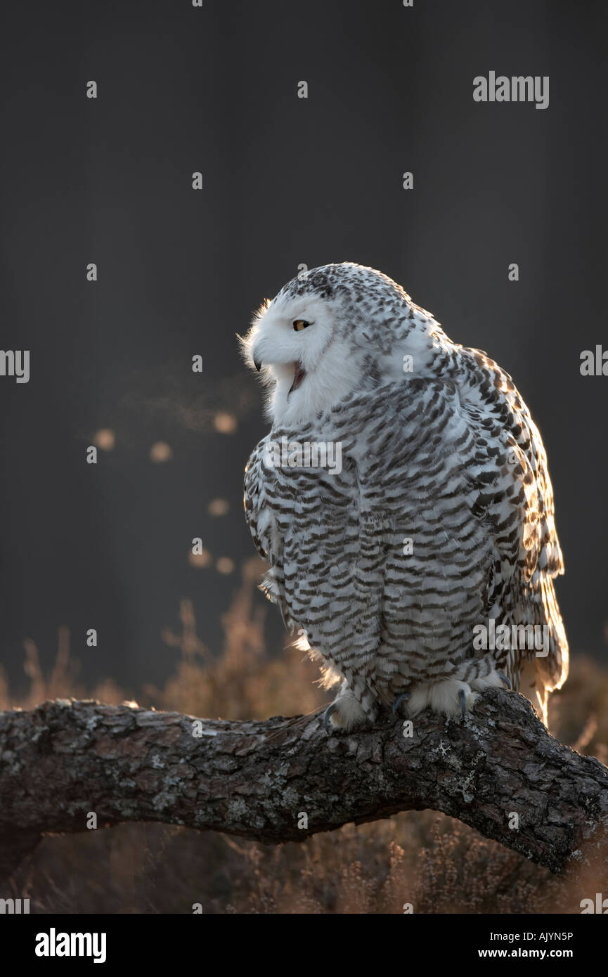 Civetta delle nevi respiro retroilluminato Foto Stock