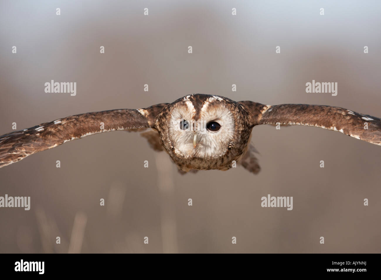 Bird Allocco Strix aluco vicino fino in volo Foto Stock