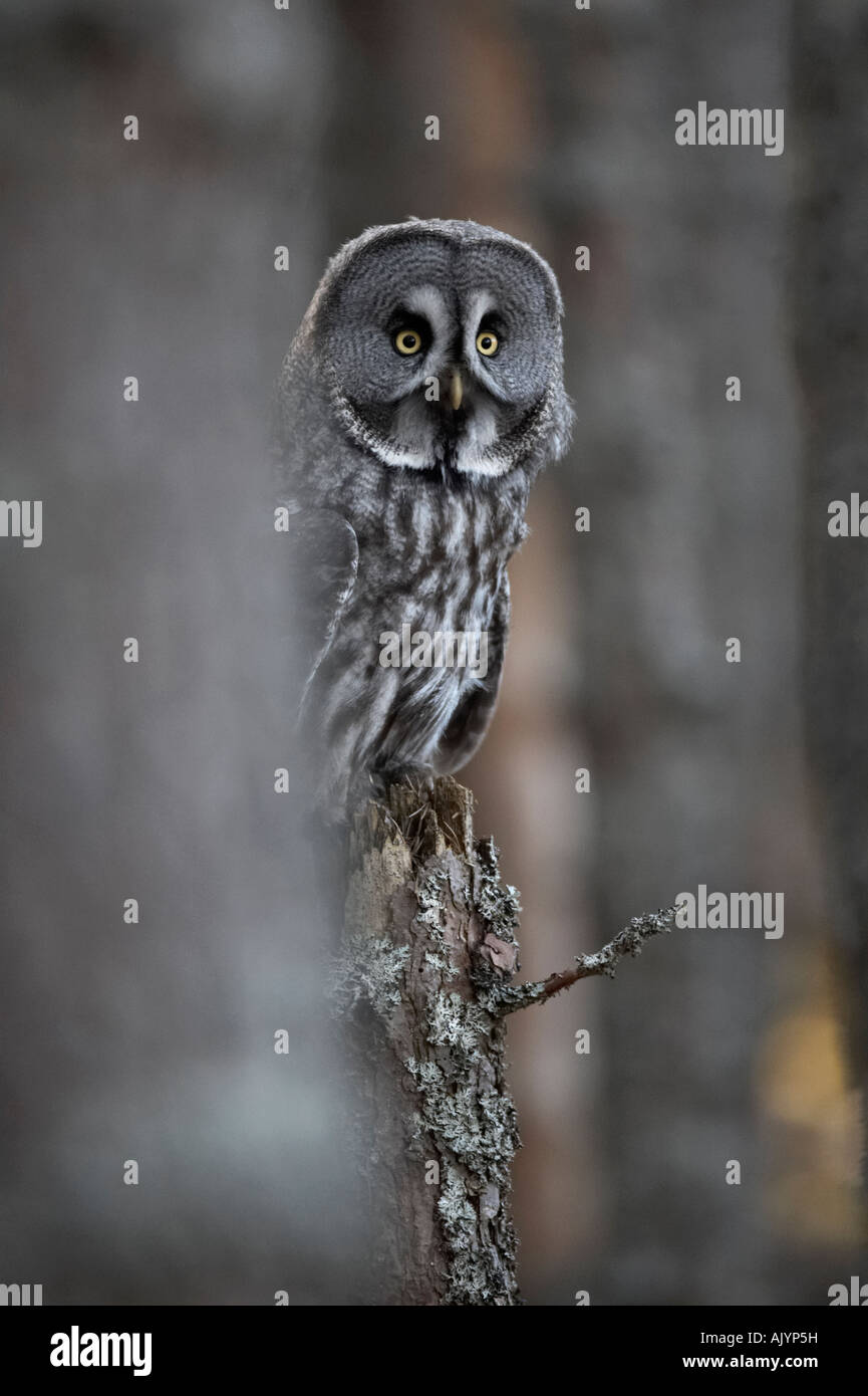 Bird grande gufo grigio Strix nebulosa nel bosco Foto Stock