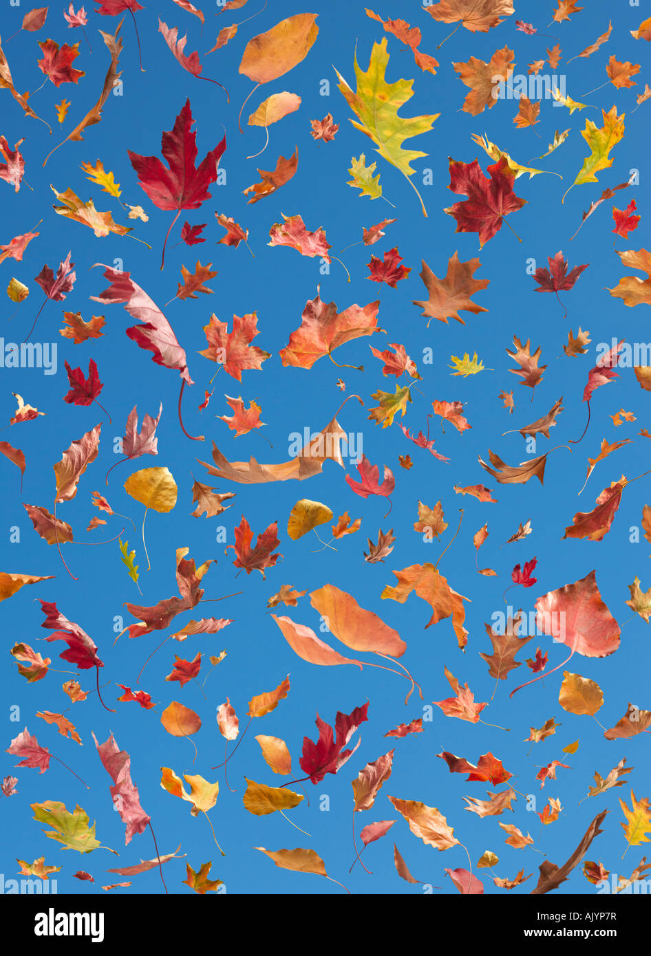 Foglie di autunno contro uno sfondo blu Foto Stock