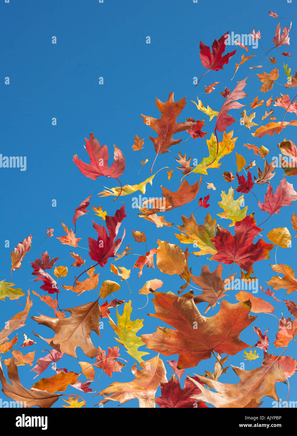 Le foglie cadono nel cielo Foto Stock