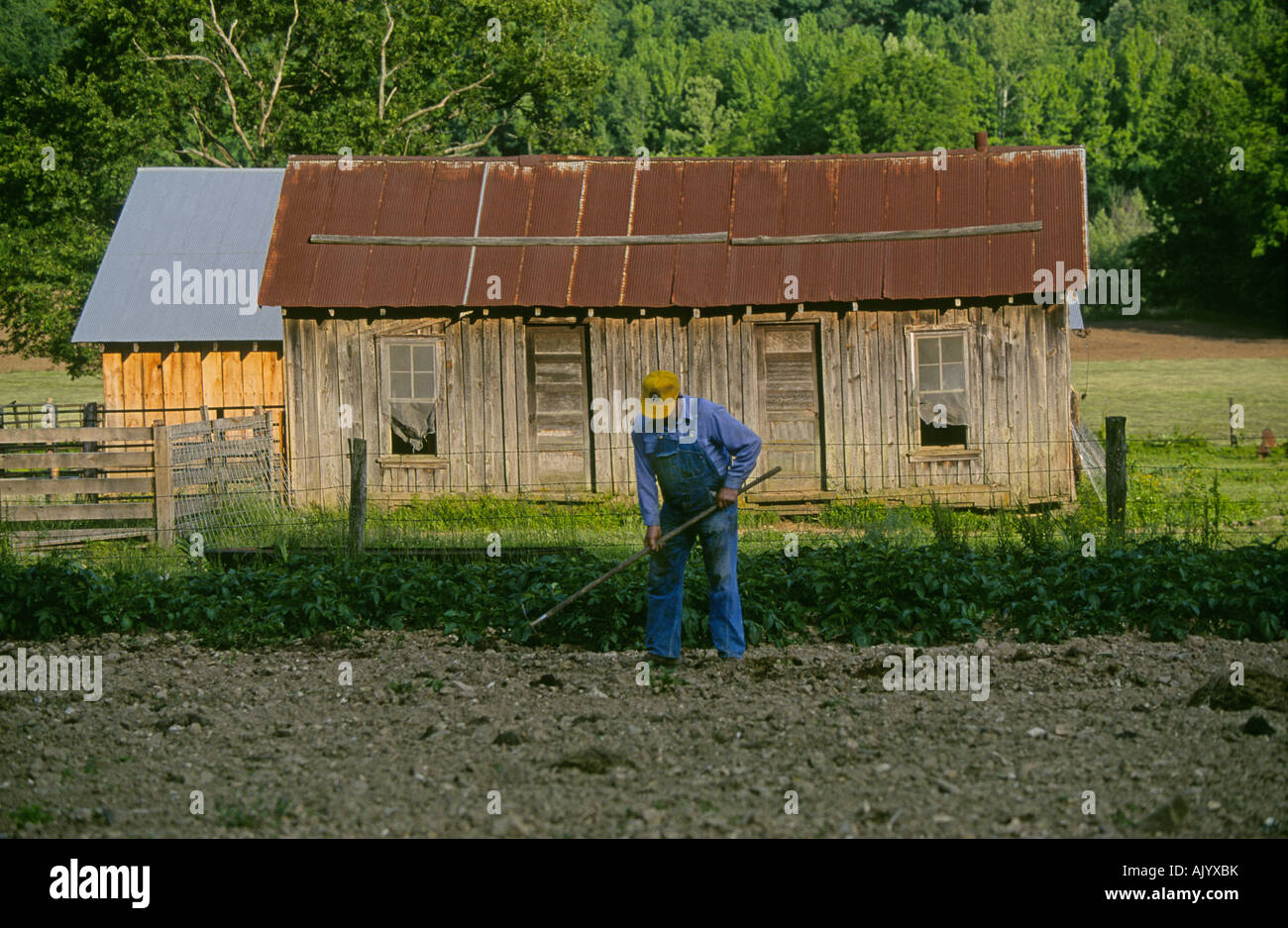 Un contadino le zappe di erbacce in un campo di cotone sulla distanza la propria azienda agricola in Ozark montagne di Northwest Arkansas Foto Stock