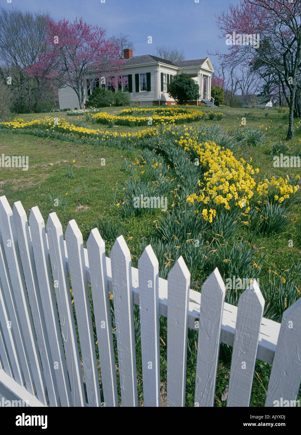 Narcisi e redbud alberi fioriscono nei pressi del John Trimble House, una storica fattoria ospita nel centro storico di stato di Washington Park Foto Stock