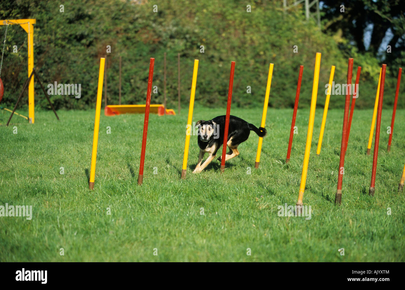 Mischlingshund beim agilità incroci di cane in allenamento per l'agilità Foto Stock