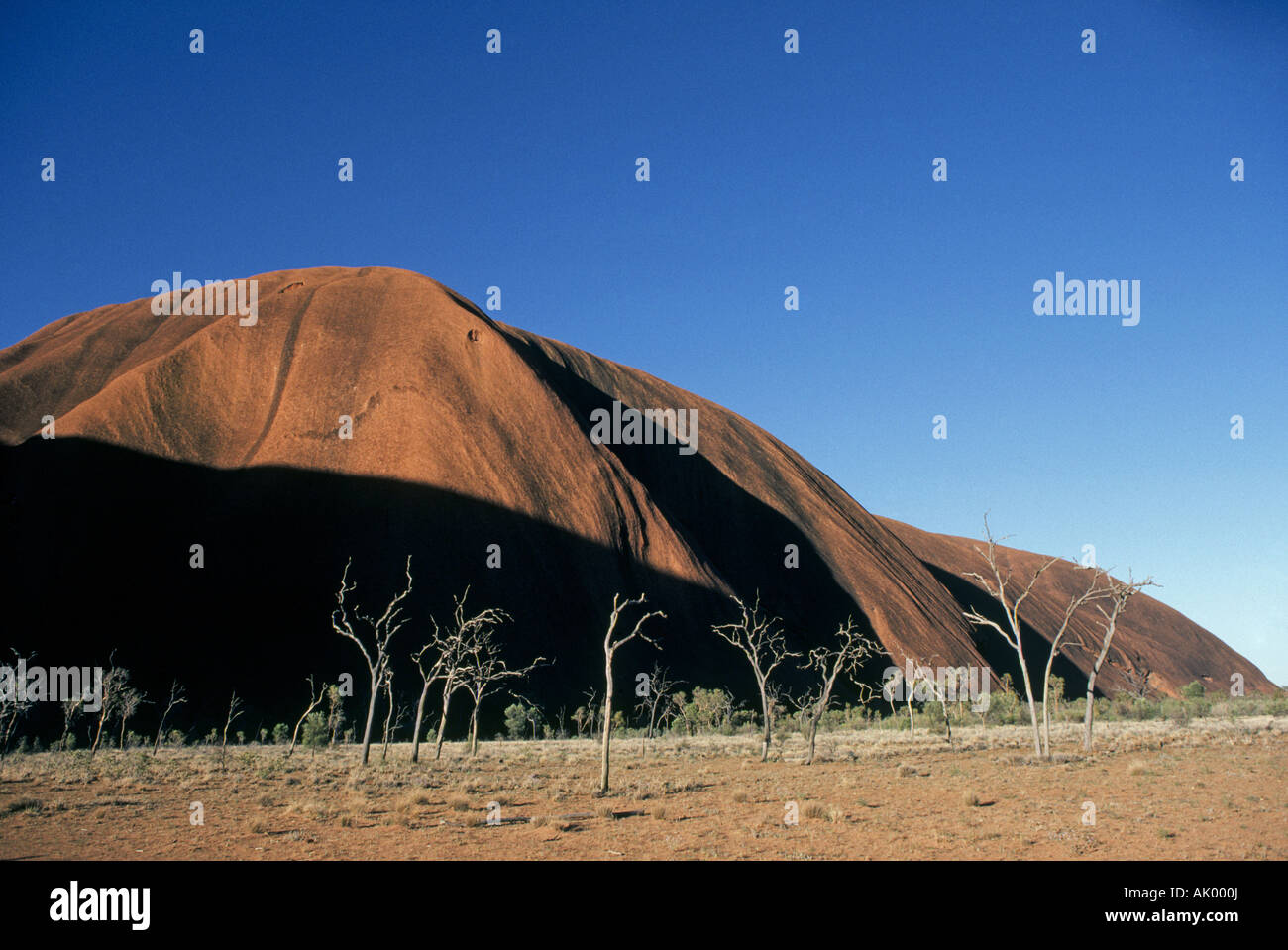 Pacifico del Sud Australia OUTBACK una vista di alberi di gomma a Ayers Rock Outback australiano Foto Stock