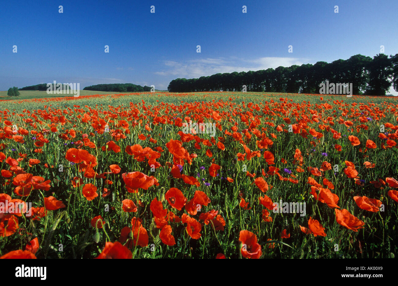 Campo di papavero / Usedom Foto Stock