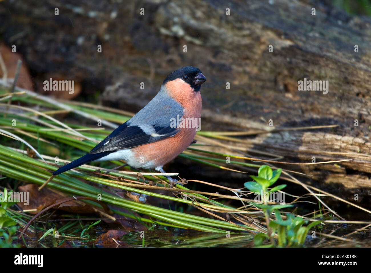 Bullfinch maschio Pyrrhula pyrrhula a stagno Potton potabile Bedfordshire Foto Stock