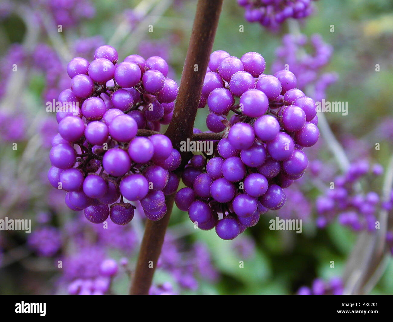 Callicarpa bodinieri var giraldii profusione Foto Stock