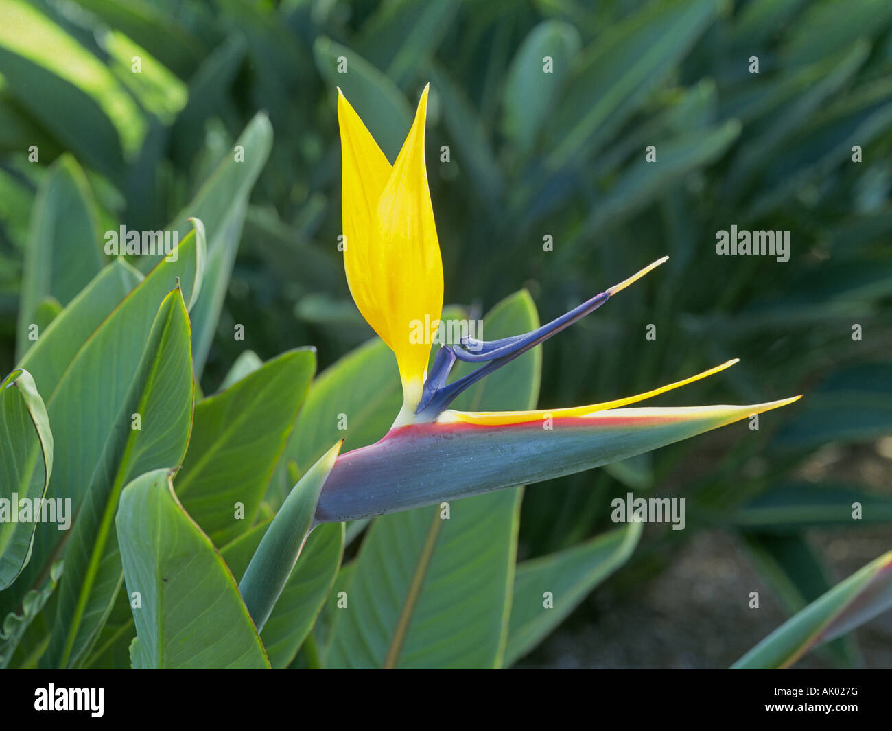 Dettaglio di un uccello del paradiso fiore crescente selvatici sull isola di Mauai, Hawaii Foto Stock