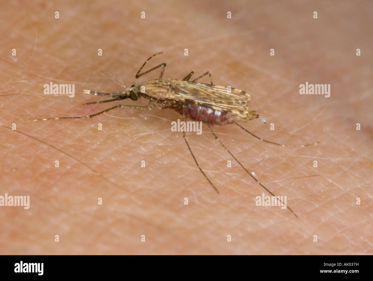 Bloodfed malaria (zanzara Anopheles gambiae) espellendo goccioline di acqua durante la prediuresis Foto Stock
